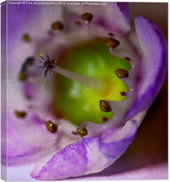 Delightful in lilac Canvas Print by Fine art by Rina