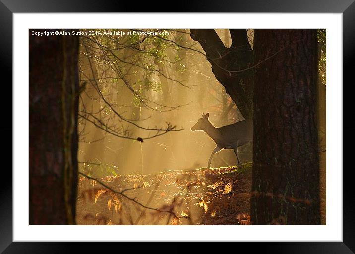 New Forest Sika Deer Framed Mounted Print by Alan Sutton