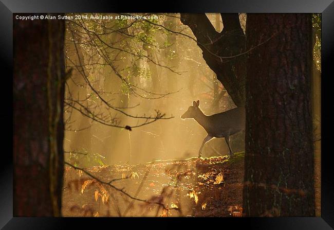 New Forest Sika Deer Framed Print by Alan Sutton