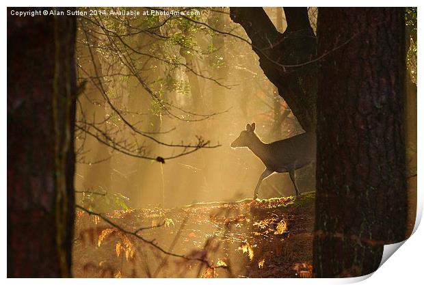 New Forest Sika Deer Print by Alan Sutton