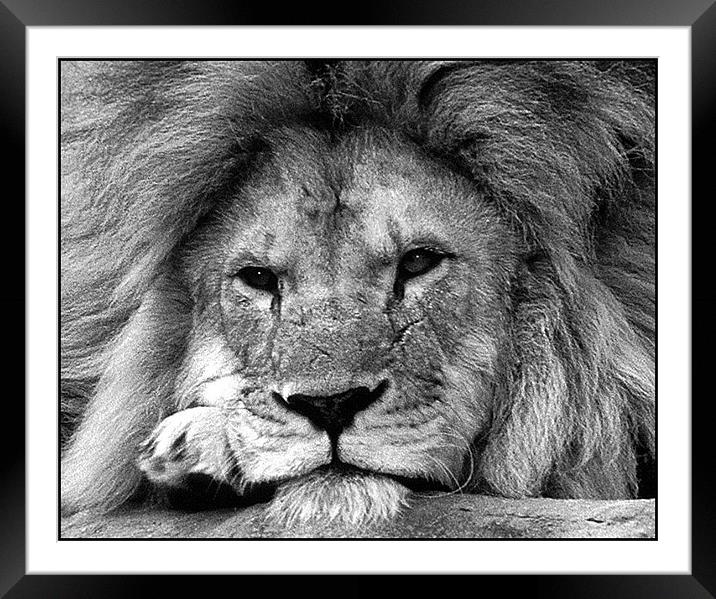 Male Lion Framed Mounted Print by Ray Bacon LRPS CPAGB