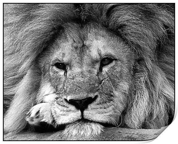 Male Lion Print by Ray Bacon LRPS CPAGB