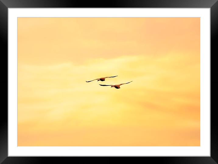FLYING HIGH AND FREE Framed Mounted Print by len milner