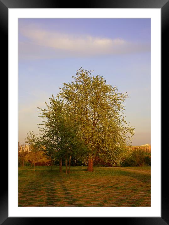 The big old tree Framed Mounted Print by Dianana 