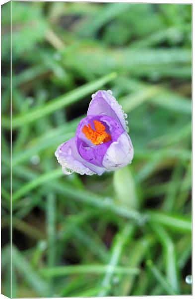 Crocus and dew drops Canvas Print by Martyn Bennett