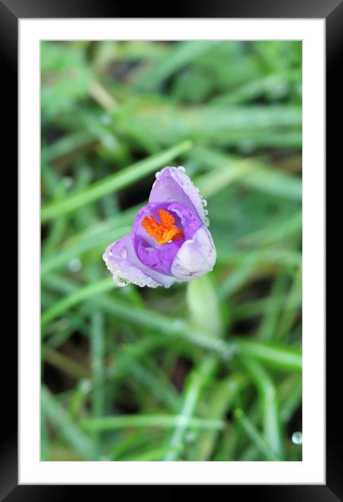 Crocus and dew drops Framed Mounted Print by Martyn Bennett