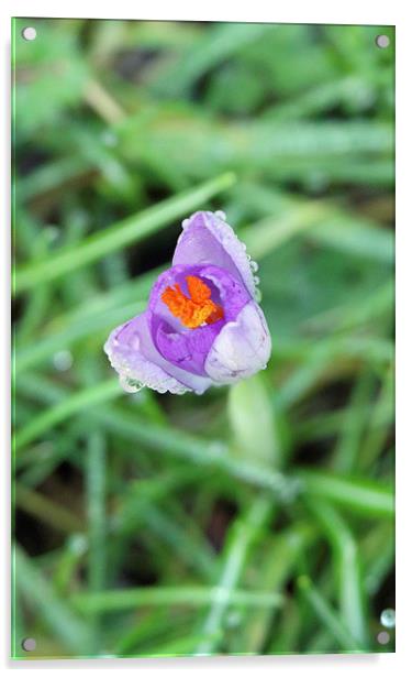 Crocus and dew drops Acrylic by Martyn Bennett