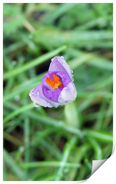 Crocus and dew drops Print by Martyn Bennett