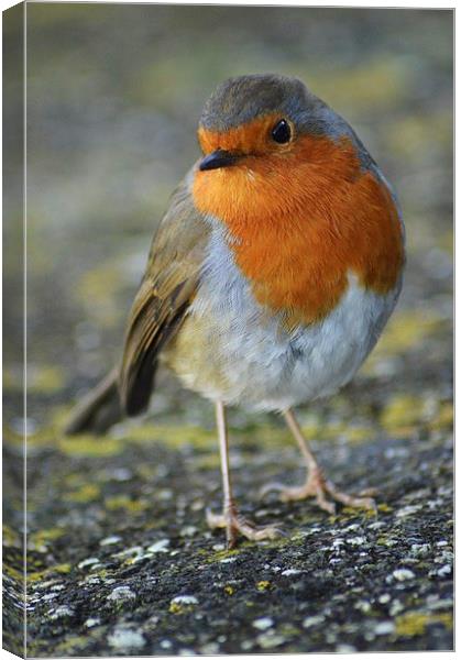 Robin redbreast Canvas Print by Alexia Miles