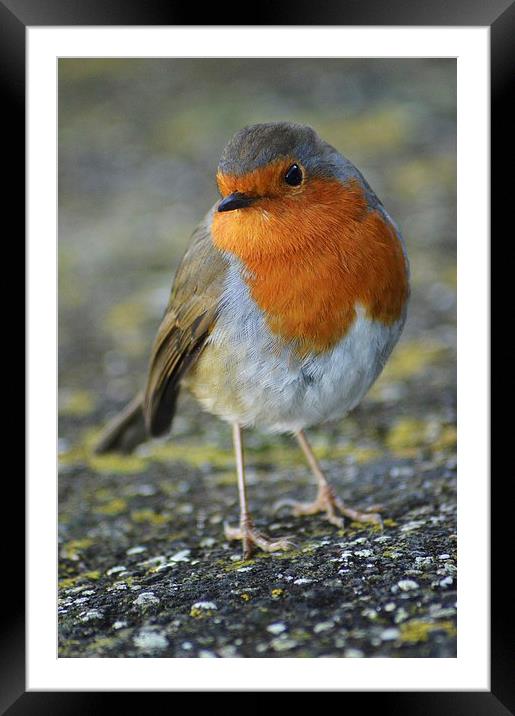 Robin redbreast Framed Mounted Print by Alexia Miles