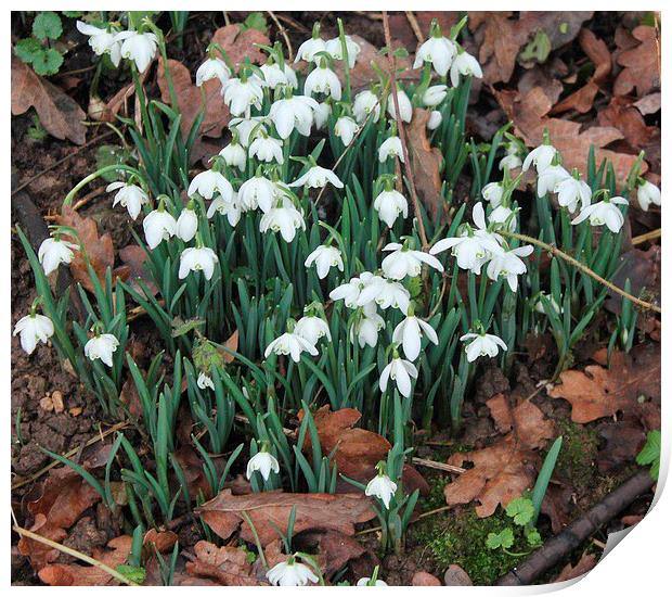 Snowdrops in the winter Print by Gail Porthouse