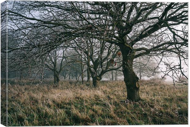 Morning frost and fog in deciduous woodland. Canvas Print by Liam Grant