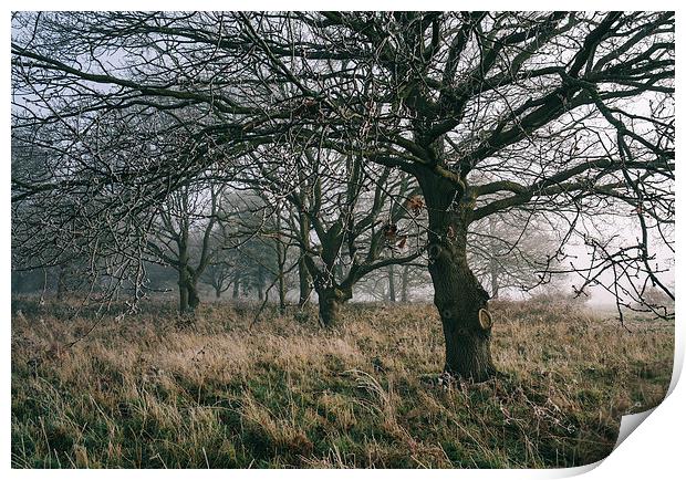 Morning frost and fog in deciduous woodland. Print by Liam Grant