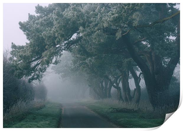 Frost covered trees over country road in morning f Print by Liam Grant