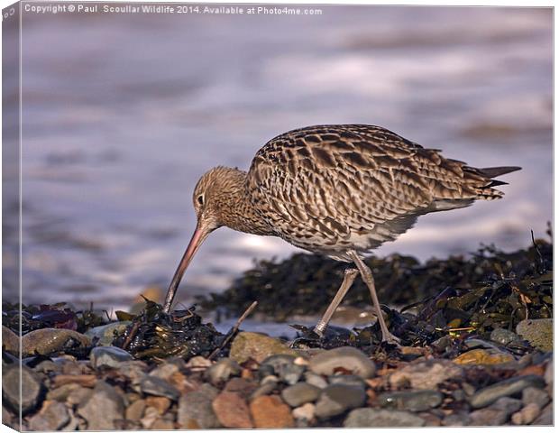 Curlew Canvas Print by Paul Scoullar