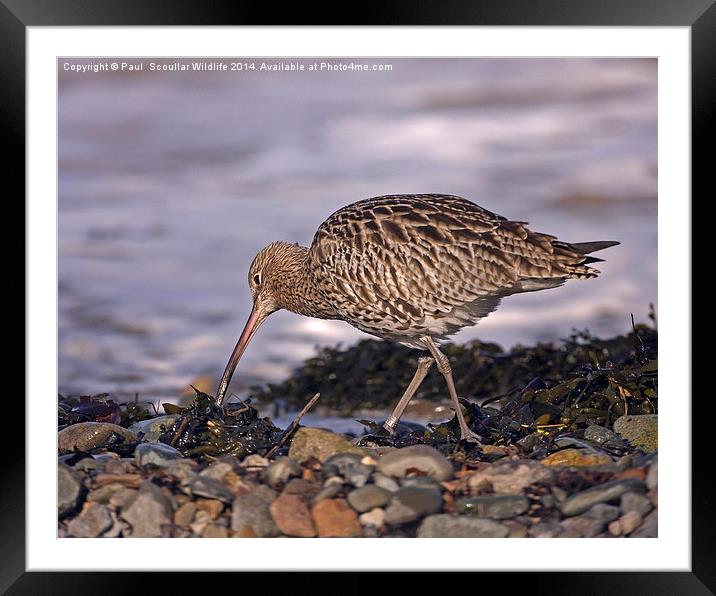 Curlew Framed Mounted Print by Paul Scoullar