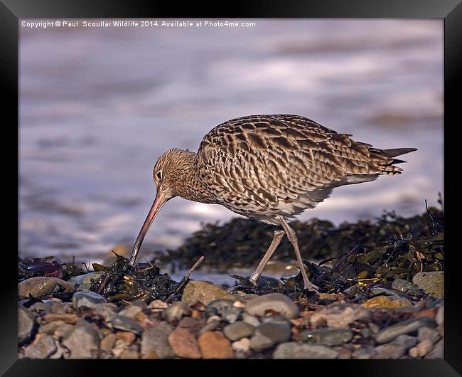 Curlew Framed Print by Paul Scoullar