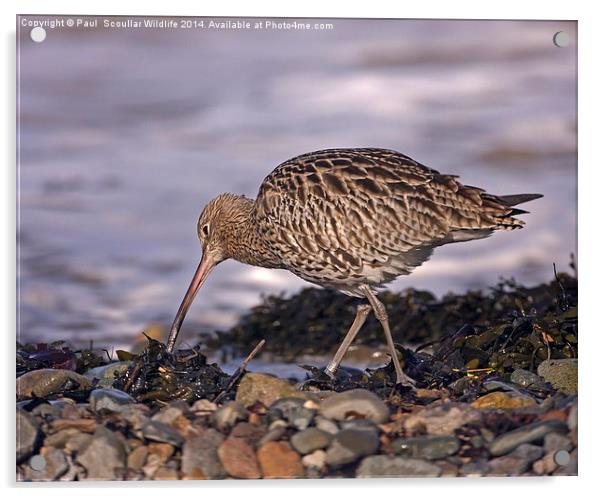 Curlew Acrylic by Paul Scoullar