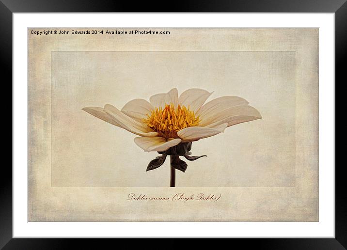 Dahlia coccinea (Single Dahlia) Framed Mounted Print by John Edwards