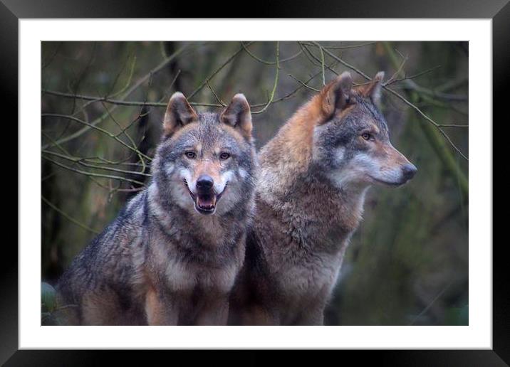 Wolves Framed Mounted Print by Paul Austen