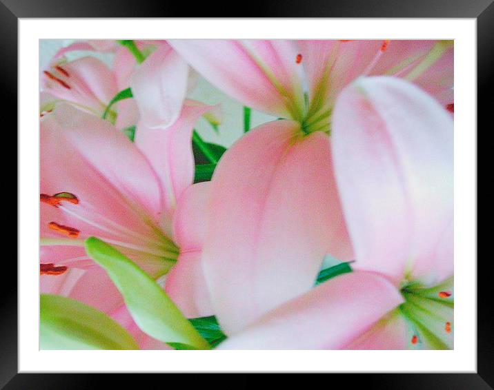 Pink Lilies Framed Mounted Print by james richmond
