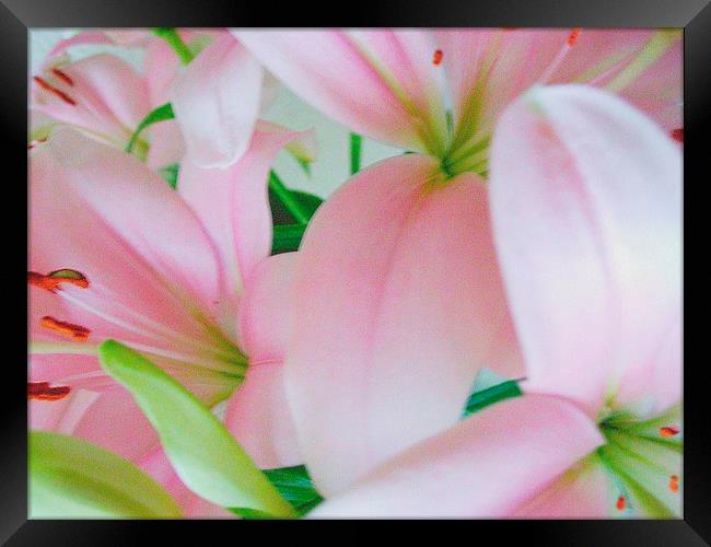Pink Lilies Framed Print by james richmond