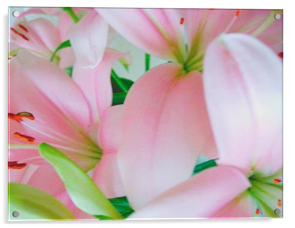 Pink Lilies Acrylic by james richmond