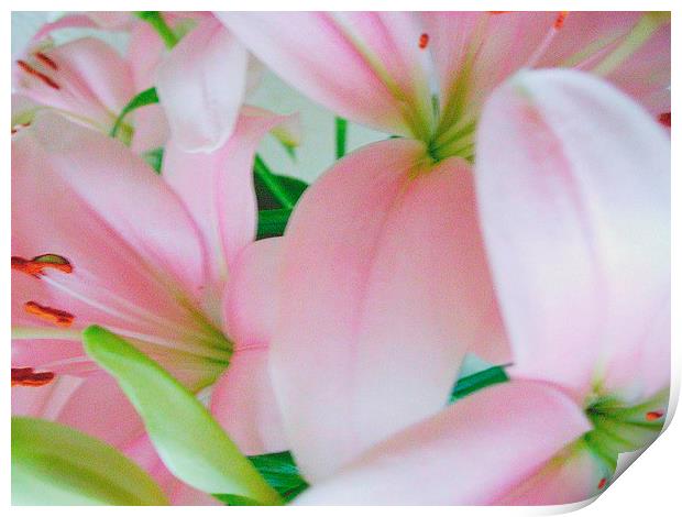 Pink Lilies Print by james richmond