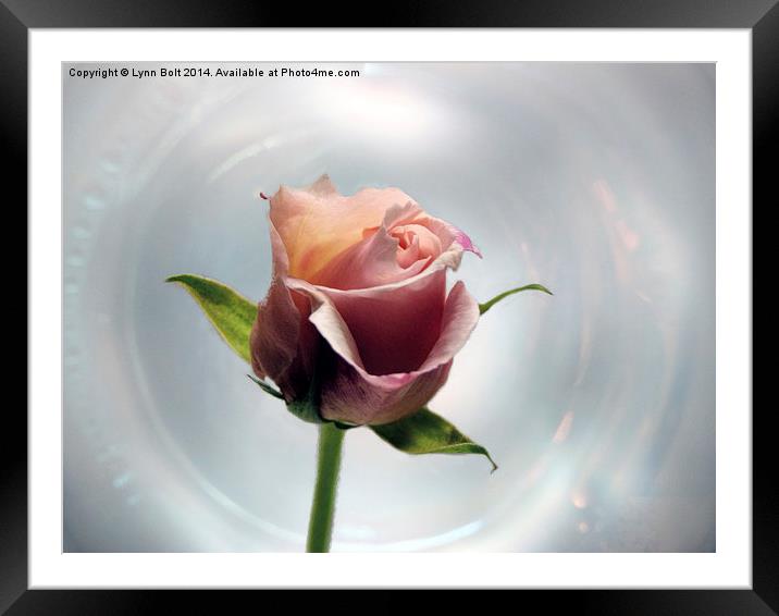 A Rose By Any Other Name Framed Mounted Print by Lynn Bolt