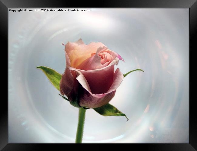 A Rose By Any Other Name Framed Print by Lynn Bolt