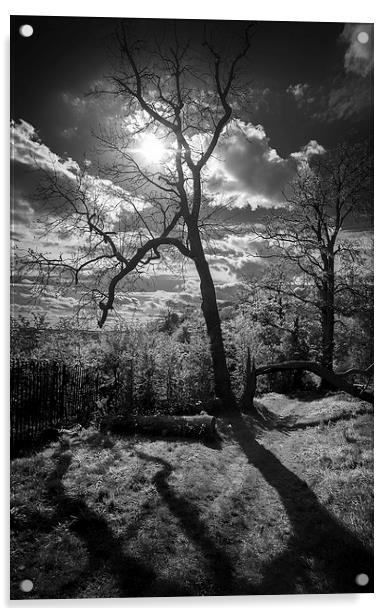 Shadows of Nature Acrylic by Lamar Francois