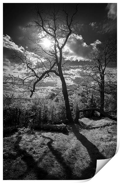 Shadows of Nature Print by Lamar Francois