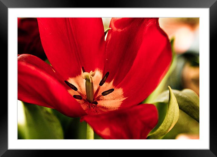 The Tulip Framed Mounted Print by Luis Lajas