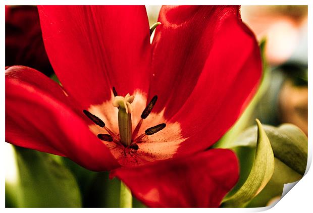 The Tulip Print by Luis Lajas