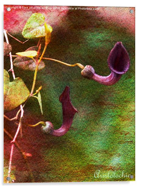 Aristolochia Acrylic by Fine art by Rina