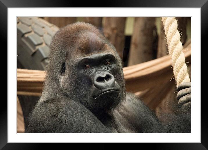 Gorilla Framed Mounted Print by Rob Hawkins