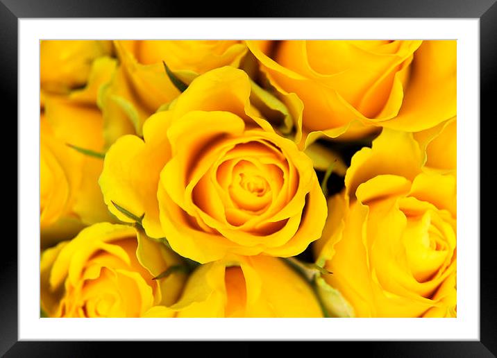Yellow Roses Framed Mounted Print by Paul Austen