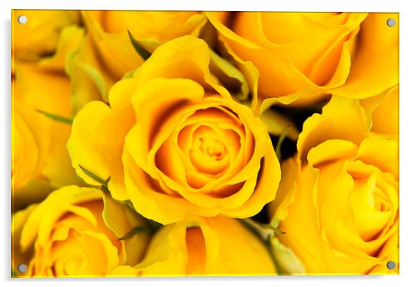 Yellow Roses Acrylic by Paul Austen