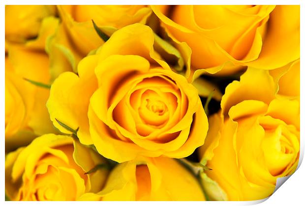 Yellow Roses Print by Paul Austen