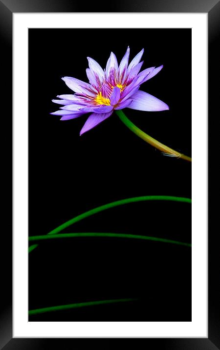 thoroughly modern lily Framed Mounted Print by Heather Newton