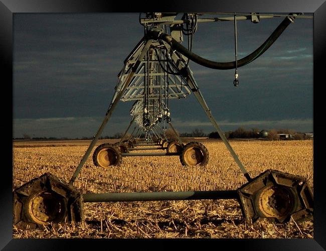 Nebraska Corn Fields Framed Print by Pics by Jody Adams
