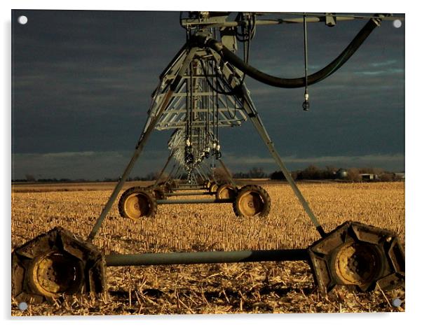 Nebraska Corn Fields Acrylic by Pics by Jody Adams