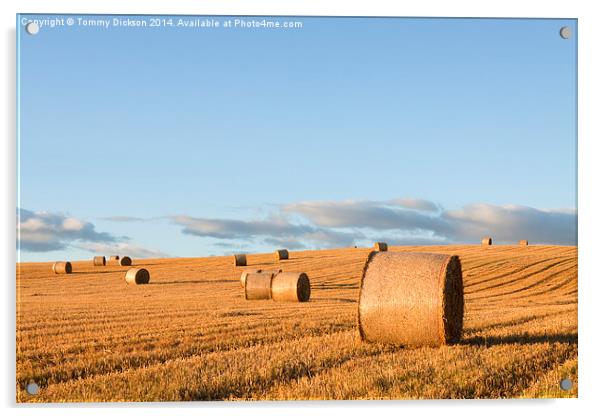 Golden Evening Harvest Acrylic by Tommy Dickson