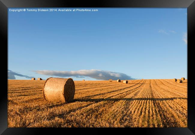 Golden Bounty Framed Print by Tommy Dickson