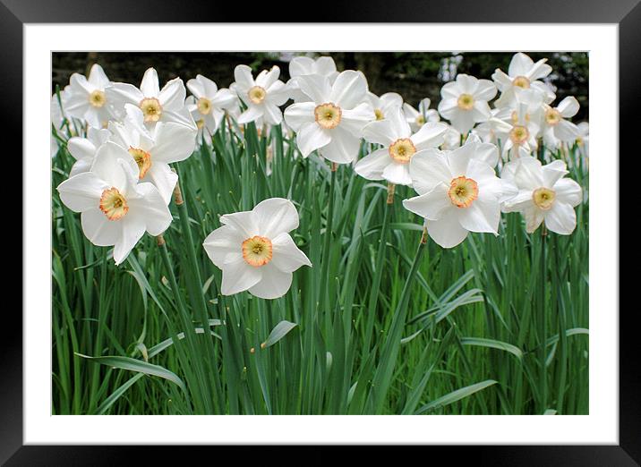 White Daffodils Framed Mounted Print by Ruth Hallam