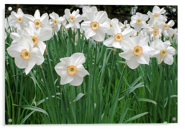 White Daffodils Acrylic by Ruth Hallam