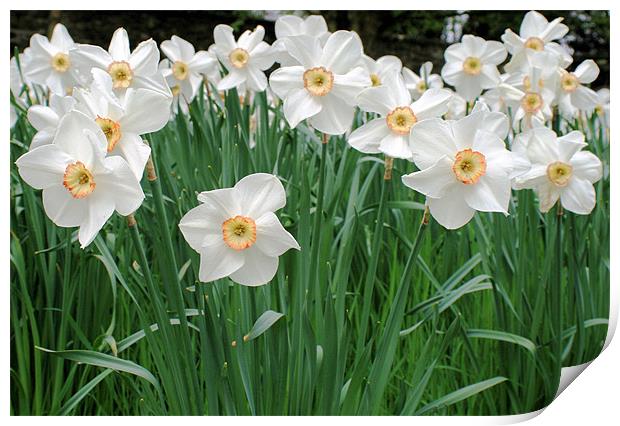 White Daffodils Print by Ruth Hallam