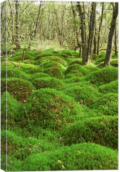 Enchanting Mossy Wonderland Canvas Print by Tommy Dickson