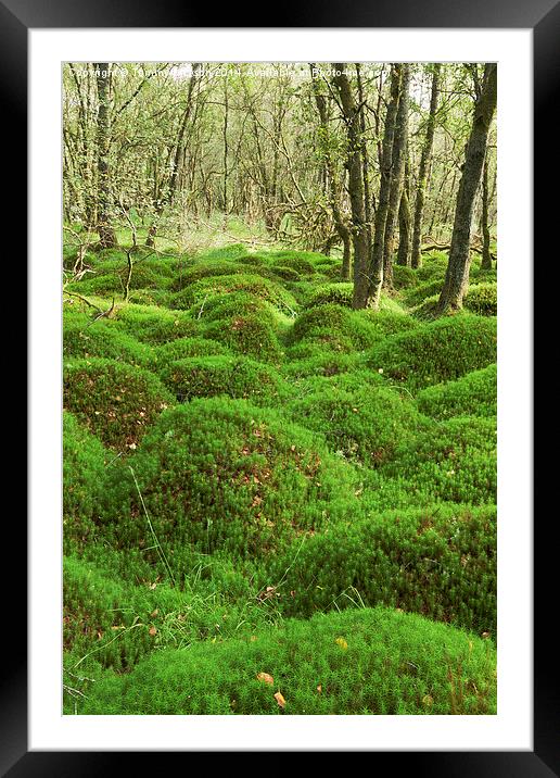 Enchanting Mossy Wonderland Framed Mounted Print by Tommy Dickson