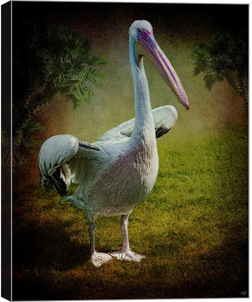 Phineas Pelican Canvas Print by Chris Lord